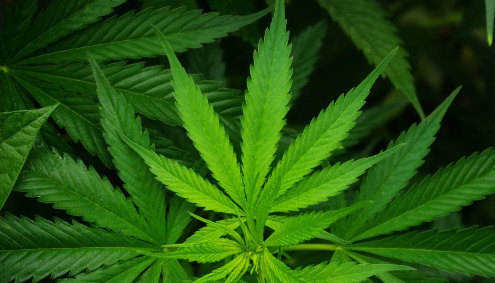 A close-up photograph of green cannabis leaves